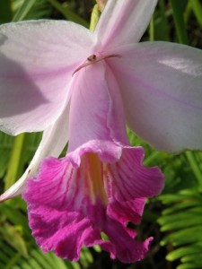spider-in-flower