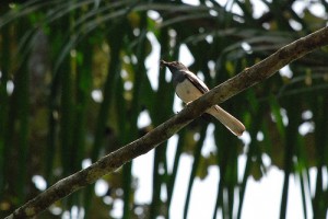 bird-with-a-cricket-in-mouth bird-with-a-cricket-in-mouth