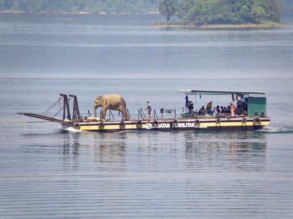 elephant on the lake elephant on the lake