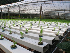 greenhouse greenhouse