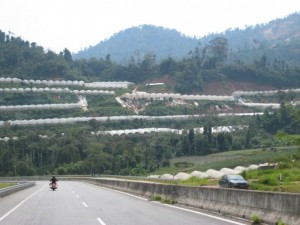 hydroponic-farms-on-cameron-highlands hydroponic-farms-on-cameron-highlands