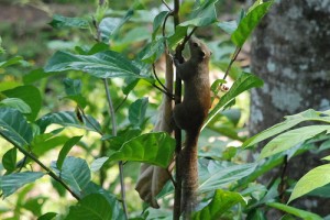 squirrel squirrel