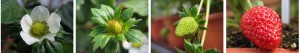 strewberry Growth of strewberry