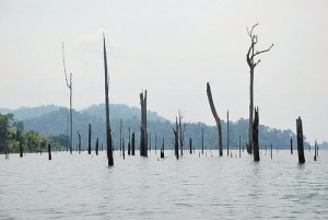 deadtree dead tree area